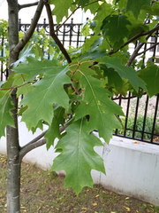 Quercus rubra