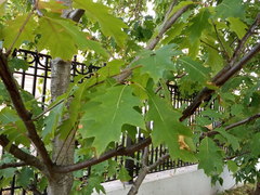 Quercus rubra