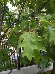 Quercus rubra