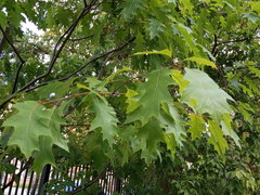 Quercus rubra