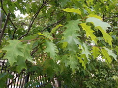 Quercus rubra