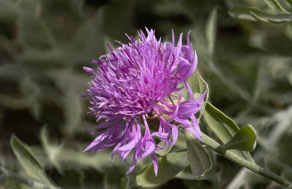 Centaurea pandataria