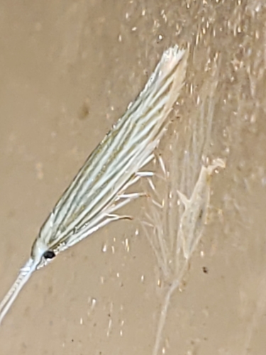 Streaked Coleophora Moth photo 2