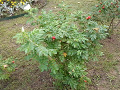 Rosa rugosa
