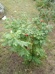Rosa rugosa