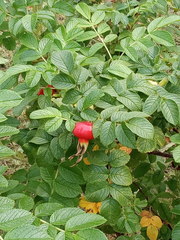 Rosa rugosa