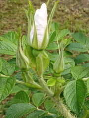 Rosa rugosa