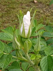Rosa rugosa
