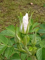 Rosa rugosa