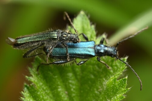 Callimus angulatus