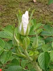 Rosa rugosa