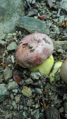 Butyriboletus regius