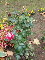 Rosa chinensis