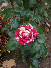 Rosa chinensis