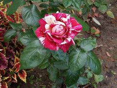 Rosa chinensis