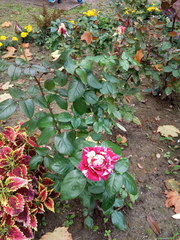 Rosa chinensis