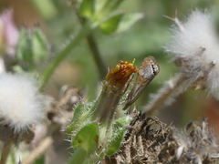 Euchromius californicalis