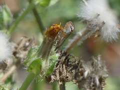 Euchromius californicalis