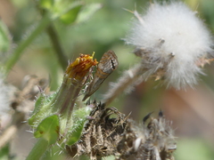 Euchromius californicalis
