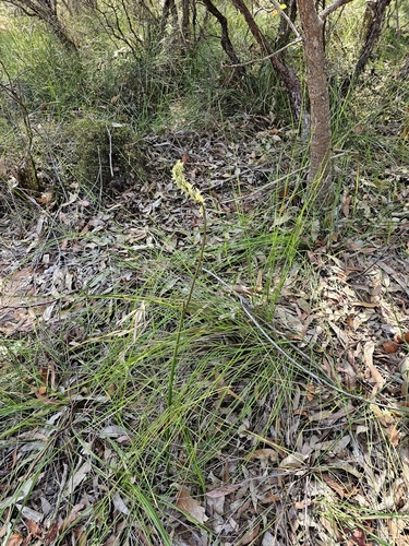 Image of Prasophyllum elatum by (c) Tim, some rights reserved (CC BY)