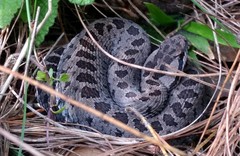 Crotalus triseriatus