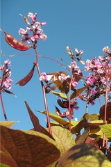 Lablab purpureus purpureus