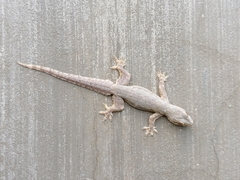Hemidactylus platyurus