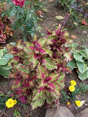 Coleus scutellarioides