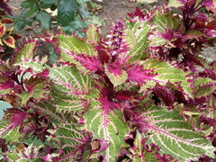 Coleus scutellarioides