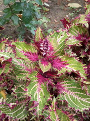 Coleus scutellarioides