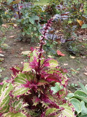 Coleus scutellarioides