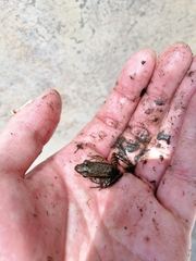 Sylvirana nigrovittata