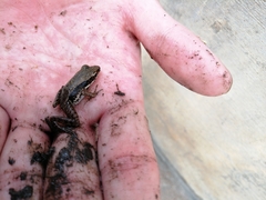 Sylvirana nigrovittata