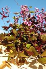 Lablab purpureus purpureus