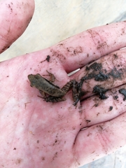 Sylvirana nigrovittata