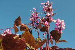 Lablab purpureus purpureus