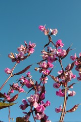 Lablab purpureus purpureus