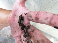 Sylvirana nigrovittata