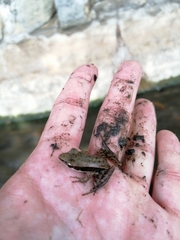 Sylvirana nigrovittata