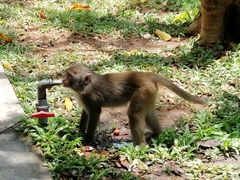 Macaca mulatta