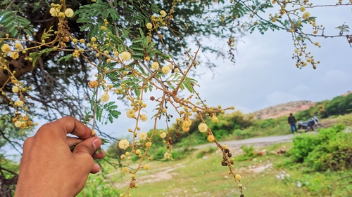 White Bark Acacia