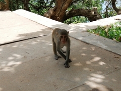 Macaca mulatta