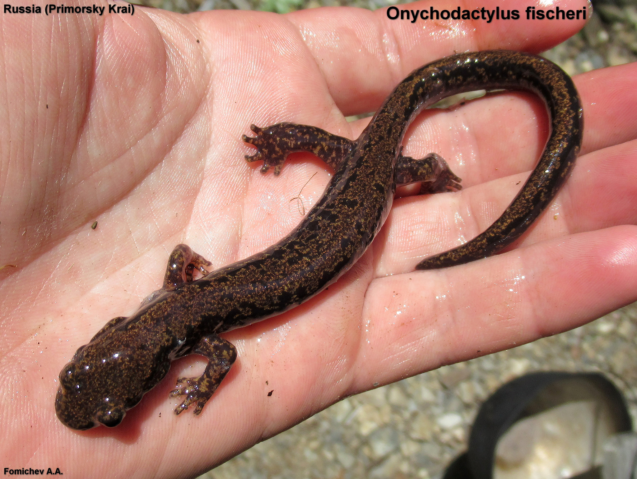 Long-Tailed Clawed Salamander (Onychodactylus fischeri) · iNaturalist