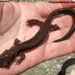 Long-Tailed Clawed Salamander - Photo (c) Alexander A. Fomichev, some rights reserved (CC BY), uploaded by Alexander A. Fomichev