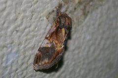 Notodonta stigmatica