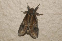 Notodonta stigmatica