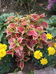 Coleus scutellarioides