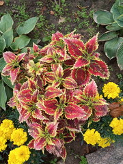 Coleus scutellarioides