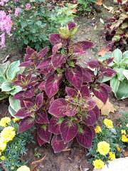 Coleus scutellarioides