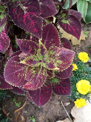 Coleus scutellarioides